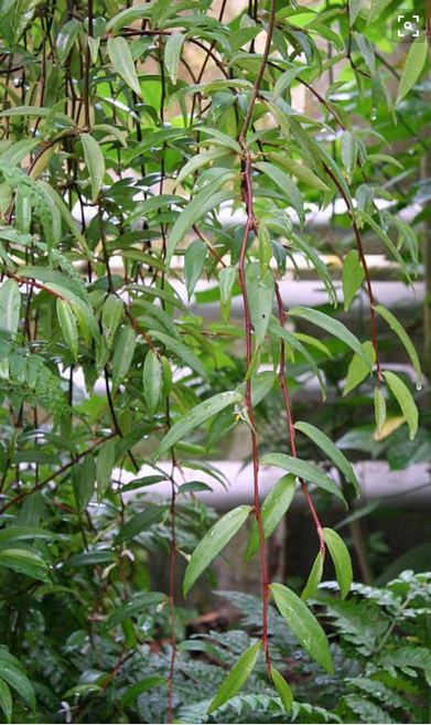 B. jussiaeicarpa